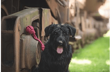 PEŠEK HAMER, KULATÝ - BORDÓ