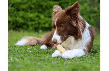 MARP HOLISTIC - HORSKÁ TYČINKA L (70 - 79G) SLEVA 30% (POLÁMANÁ)