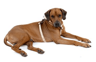 AMINELA POSTROJ SÉRIE DOGGIES, VEL.L VÝPRODEJ SLEVA 50%