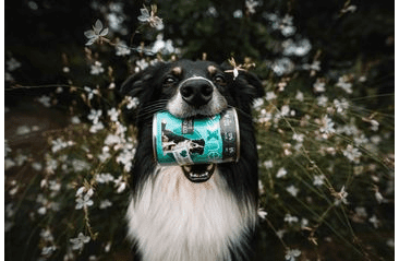 DOXNEO TURKEY KONZERVA PRO PSY S KRŮTOU 400G