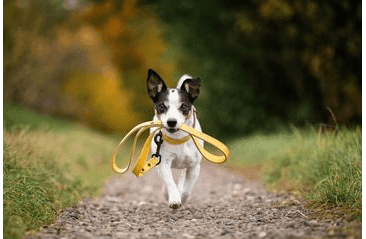 BAFPET KOŽENÉ VODÍTKO HERRY, ČERNÉ KOVÁNÍ - ŽLUTÁ