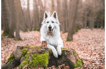 MARP WILD BOAR KONZERVA PRO PSY S DIVOČÁKEM 6X400G