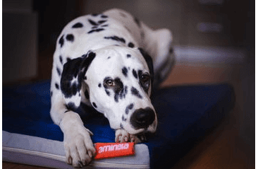 MATRACE AMINELA - 100X70X10CM HALF AND HALF MODRÁ/SVĚTLE ŠEDÁ