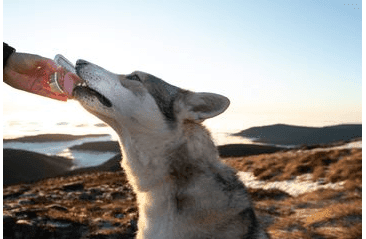 MARP ANGUS BEEF VANIČKA PRO PSY S HOVĚZÍM 16X100G