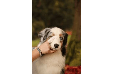 AMINELA UBROUSKY NA OČI A UŠI 50KS