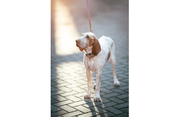 BAFPET OBOJEK HERRY, OBŠITÝ, ČERNÉ KOVÁNÍ - RŮŽOVÁ
