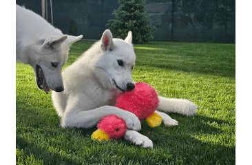 MULTIPET DUCKWORTH ORIGINAL 33 CM