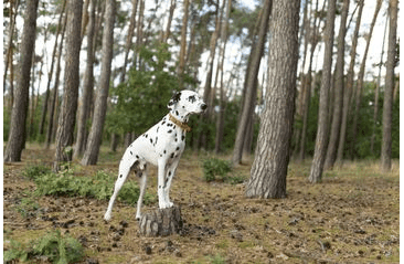 BAFPET OBOJEK Z MASTNÉ KŮŽE, ZUBR - KOŇAK