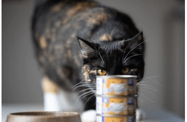 MARP HOLISTIC PLUS KONZERVA PRO KOČKY – TUŇÁKOVÉ FILETY VE VÝVARU 70G