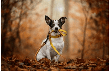 BAFPET KOŽENÉ VODÍTKO HERRY, ČERNÉ KOVÁNÍ - ŽLUTÁ