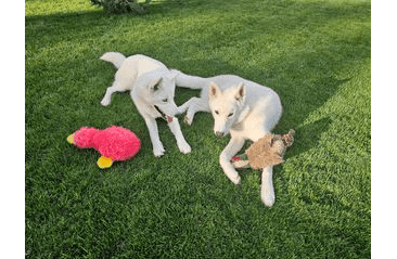 MULTIPET DUCKWORTH ORIGINAL 33 CM