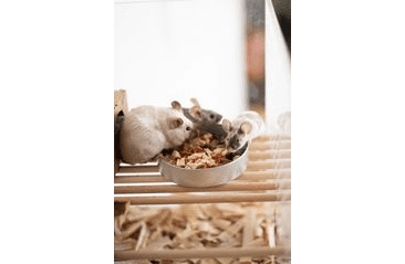 MARP HOLISTIC - ZELENINA MIX 400G