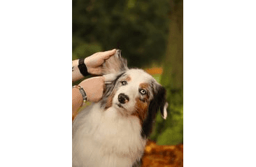 AMINELA UBROUSKY NA OČI A UŠI 50KS