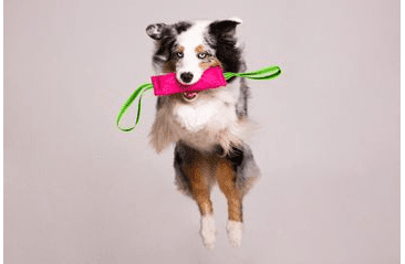 BAFPET PEŠEK RINGO, 2X UCHO - FUCHSIE