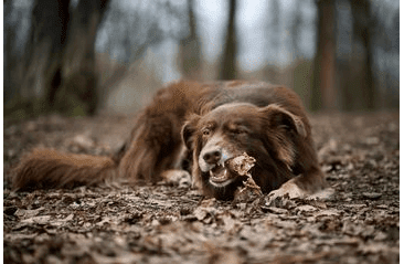MARP TREATS BUFFALO CRUNCHIES - SUŠENÁ PRŮDUŠNICE 50G