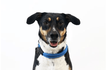 AMINELA FERRATA LANOVÝ OBOJEK - MODRÁ