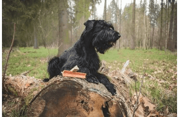 MARP HOLISTIC - KOLAGENOVÁ TYČINKA S KRŮTOU