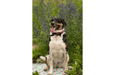 FARM COMPANY CHLADÍCÍ PODLOŽKA PLAMEŇÁCI XL 90X50 CM