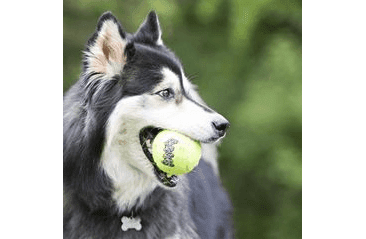 KONG HRAČKA SQUEAKAIR TENISOVÝ MÍČ M 3KS