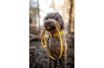 BAFPET KOŽENÉ VODÍTKO HERRY, ČERNÉ KOVÁNÍ - ŽLUTÁ
