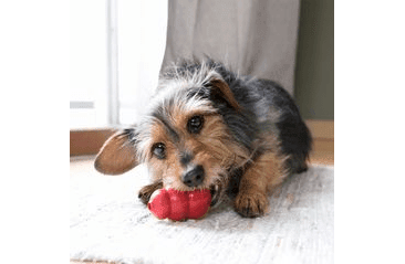 KONG HRAČKA GUMA CLASSIC S ČERVENÁ