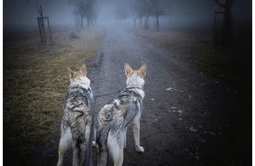 AMINELA ROZDVOJKA SPORT&CITY PRO 2 PSY 20MM/30CM, ČERNÁ