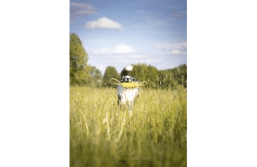 BAFPET PEŠEK RINGO, 2X UCHO - ŽLUTÁ