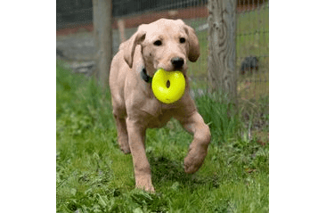 RUFF DAWG NEZNIČITELNÁ HRAČKA PRO PSY DONUT 11,5CM PRO STŘEDNÍ A VELKÉ PSY NAD 18 KG