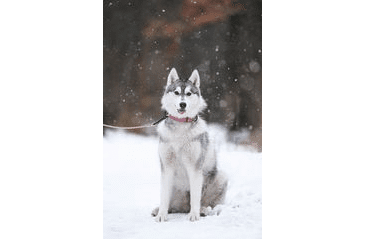 BAFPET OBOJEK HERRY, OBŠITÝ, ČERNÉ KOVÁNÍ - RŮŽOVÁ