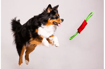 BAFPET PEŠEK RINGO, 2X UCHO - ČERVENÁ