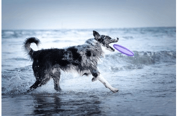 AMINELA FRISBEE FASTBACK CLASSIC PURPLE