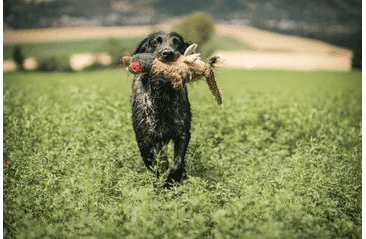 MULTIPET MIGRATORS BAŽANT PLYŠ SPEC. ZVUK 52 CM