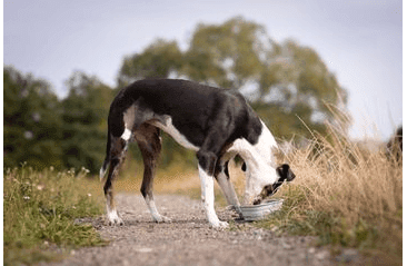 AMARAGO SILIKONOVÁ SKLÁDACÍ MISKA 1000ML - ŠEDÁ
