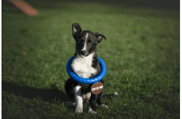 AMARAGO ECO FRIENDLY HRAČKA PRO PSY KRUH, PRŮMĚR 18CM