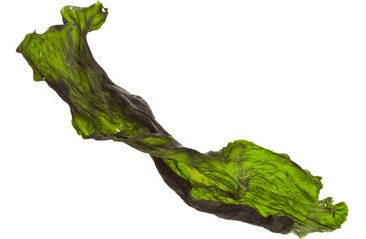 MARP HOLISTIC - KELPA 100G