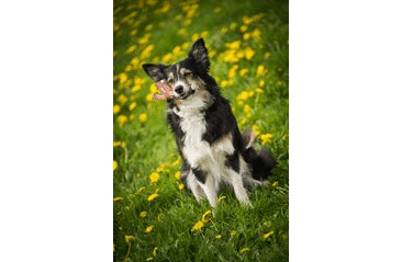 MARP HOLISTIC - JELENÍ PAROH POLOVINA L (80 - 110G)