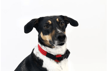 AMINELA FERRATA LANOVÝ OBOJEK - ČERVENÁ