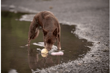 AMARAGO ECO FRIENDLY HRAČKA PRO PSY KOST MALÁ ŽLUTÁ, 13CM/70G