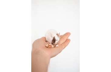 MARP HOLISTIC - ZELENINA MIX 400G