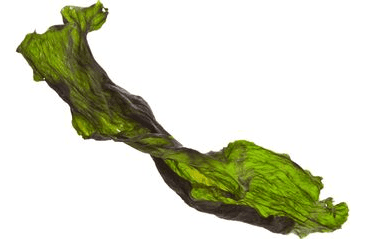 MARP HOLISTIC - KELPA 500G