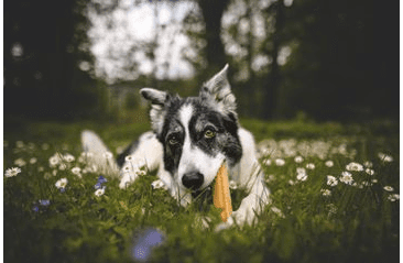 MARP HOLISTIC - HORSKÁ TYČINKA L (70 - 79G)