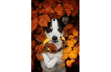 BAFPET KOŽENÝ OBOJEK HERRY MINI, ČERNÉ KOVÁNÍ - ŽLUTÁ