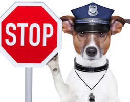 Jaké suroviny by kvalitní krmivo obsahovat nemělo?