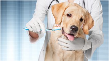 5 vážných onemocnění psů, která jsou způsobována nemocemi zubů