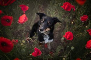 Kontaktní dermatitida u psů vyvolaná trávou