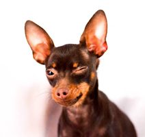 Anketa ze světa psů