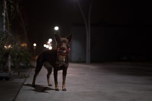 Temné zimní venčení psů