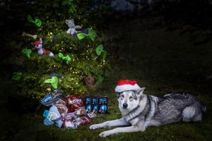 Veselé Vánoce s vašimi mazlíčky