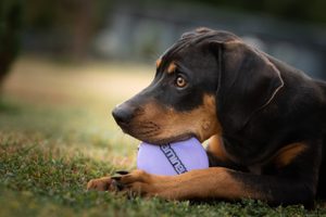 Pořizujeme si psa "Co udělat před tím, než si štěně přinesu domů"