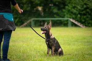 Jsou samonavíjecí vodítka bezpečná? Kdy a jak je používat.
